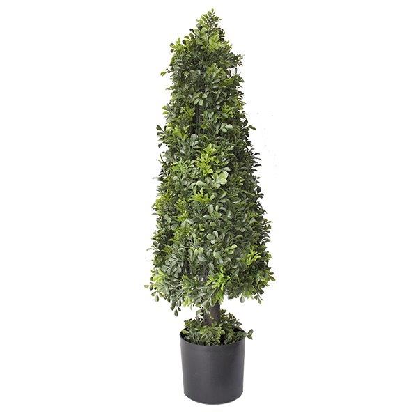 4 foot outdoor English Boxwood in pot - Preserved Interiors