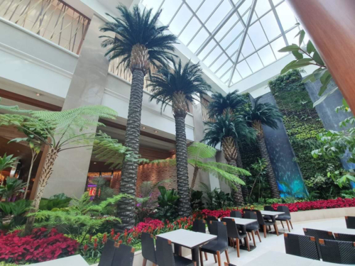 Custom 30 ft Preserved Palms shown at Solaire Resort & Casino Hotel