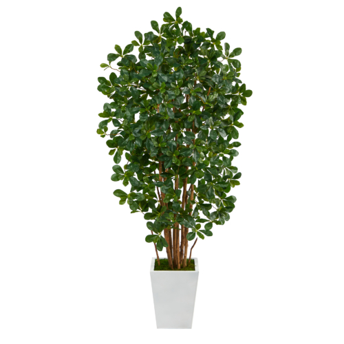 Olive Tree 6 ft in White Planter