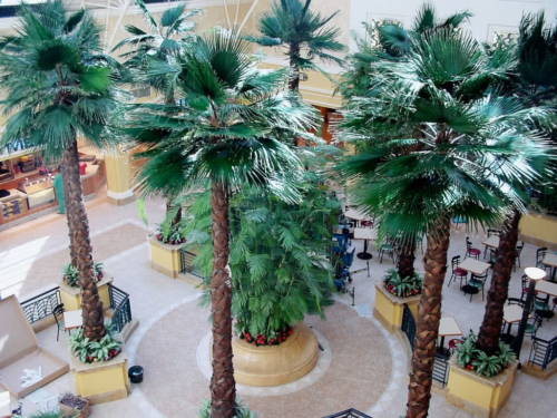 Preserved Washingtonia Fan Palms in Food Court