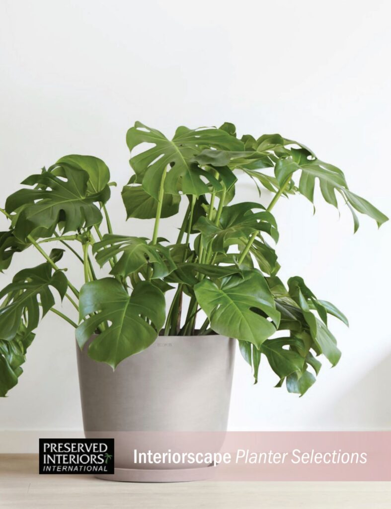 Monstera plant with large green leaves in a sleek silver planter, showcasing a contemporary design for interior decor.